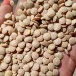 CK - KAMANDE 1KG - 104064